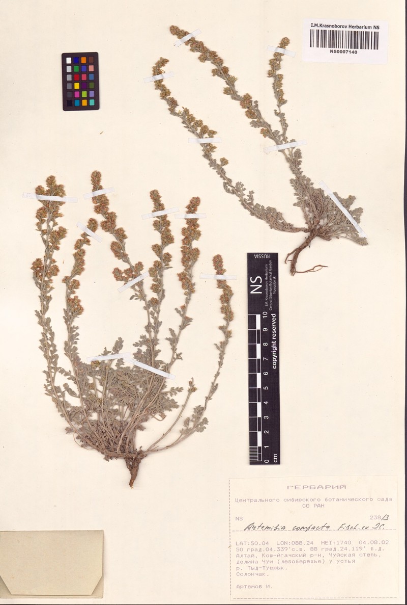 Artemisia compacta photo 3
