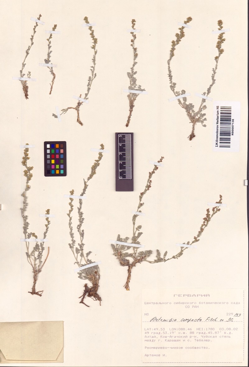 Artemisia compacta photo 4