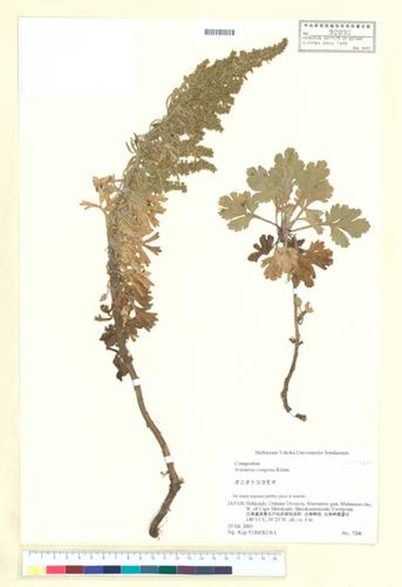Artemisia conferta