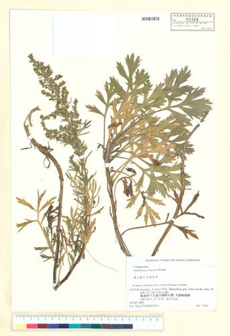 Artemisia congesta photo 2