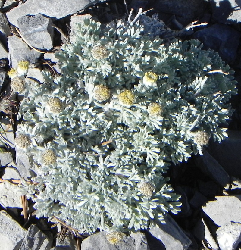 Compact Chickensage