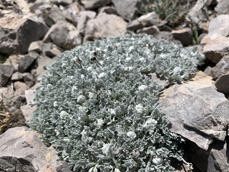 Compact Chickensage photo 3