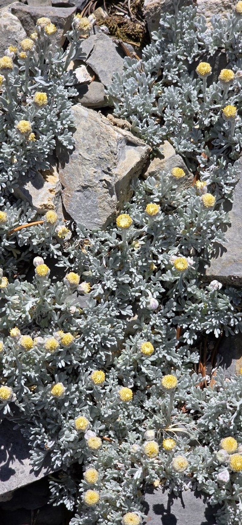 Compact Chickensage photo 5
