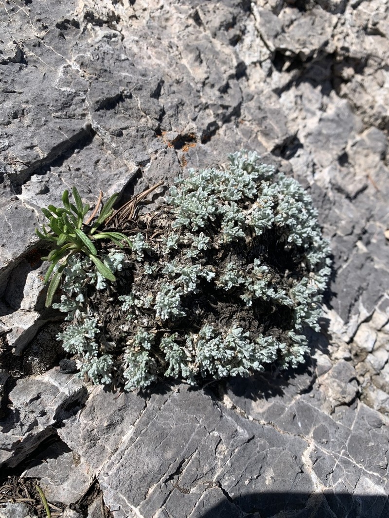 Compact Chickensage photo 6