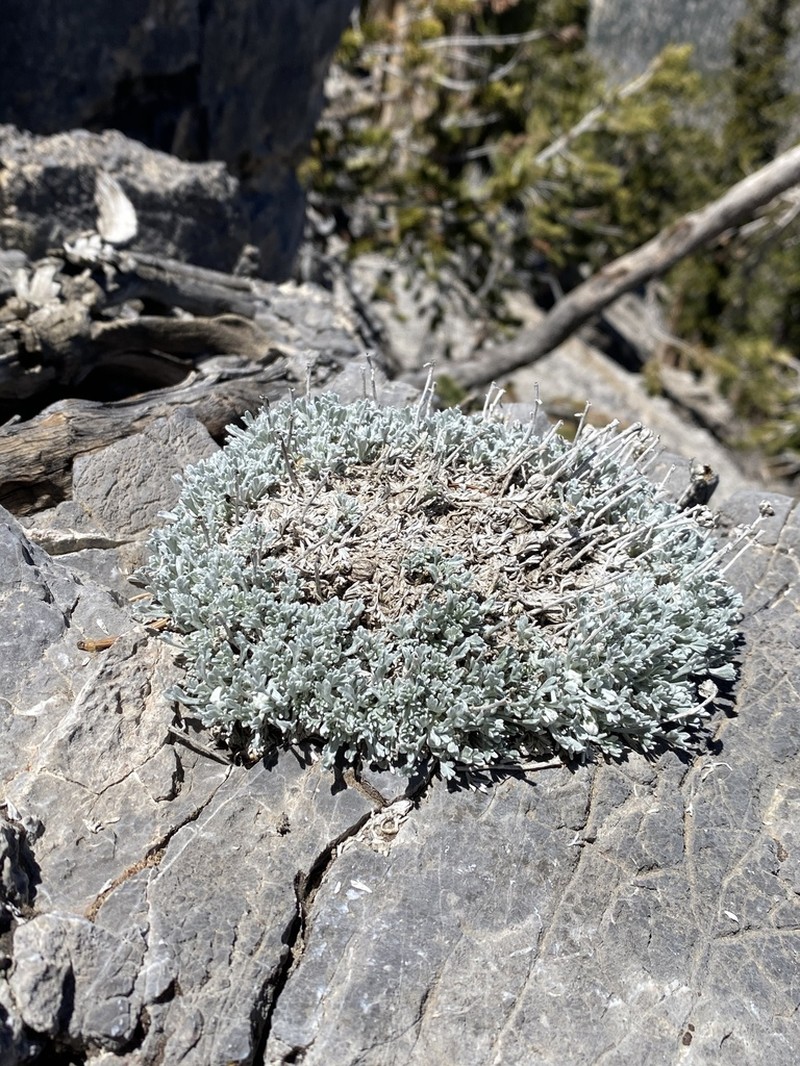 Compact Chickensage photo 7