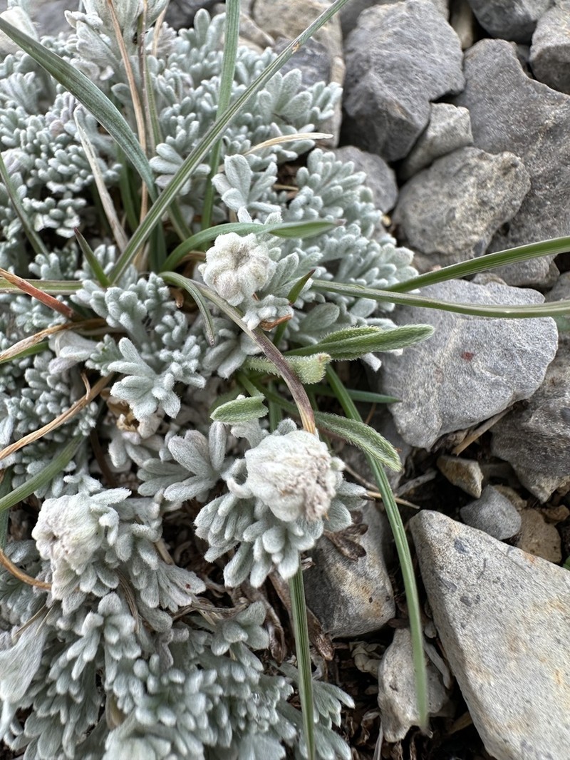 Compact Chickensage photo 8
