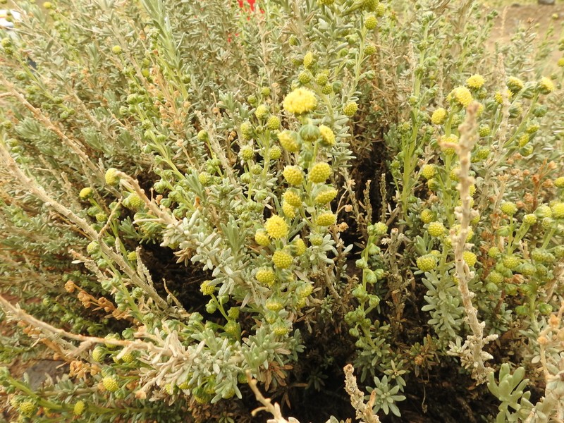 Artemisia copa