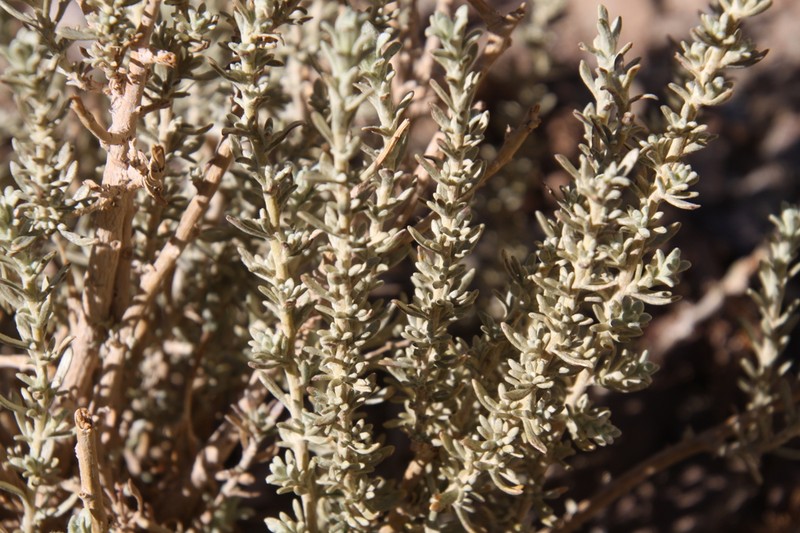 Artemisia copa photo 2