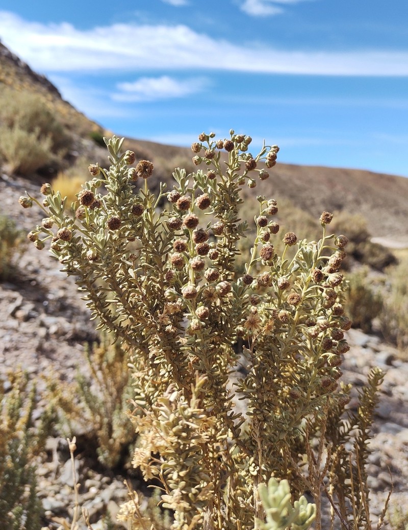 Artemisia copa photo 3