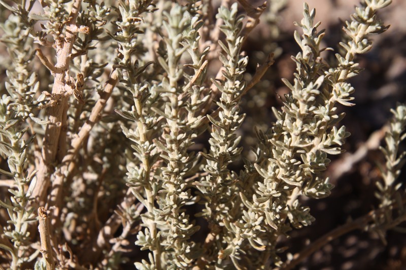 Artemisia copa photo 5