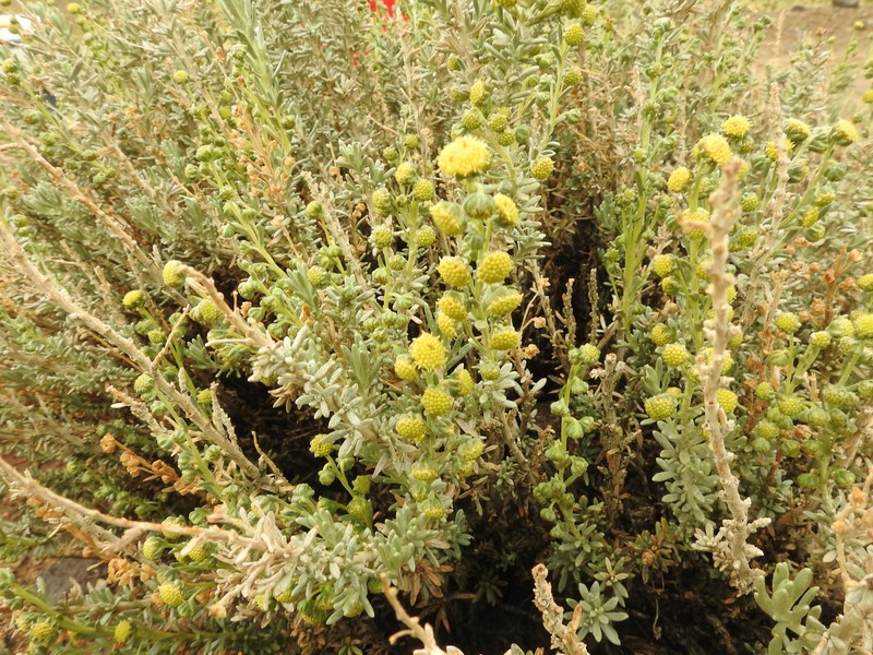 Artemisia copa photo 6