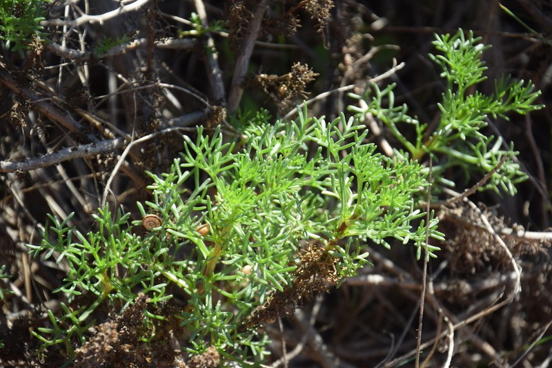 Artemisia crithmifolia photo 3
