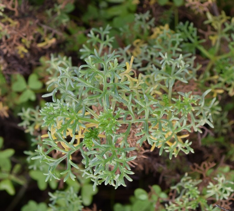 Artemisia crithmifolia photo 4