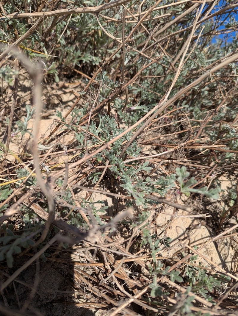Artemisia crithmifolia photo 5