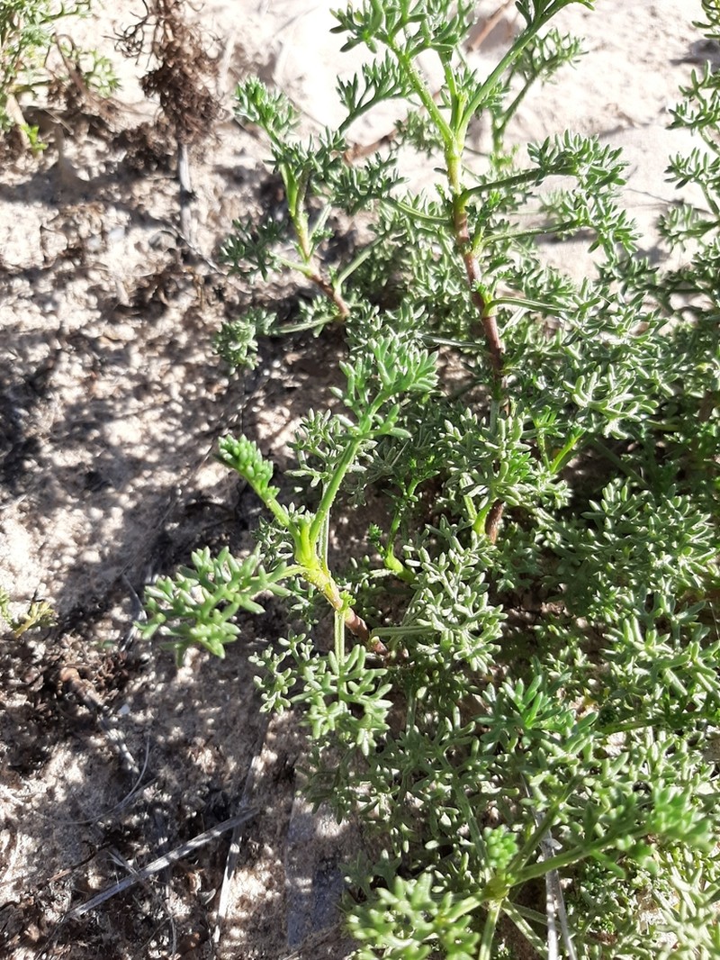 Artemisia crithmifolia photo 6