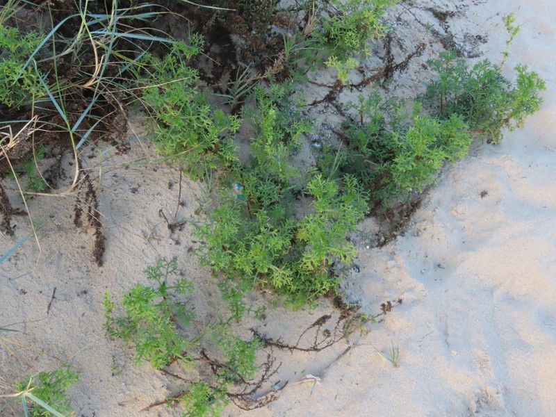 Artemisia crithmifolia photo 7