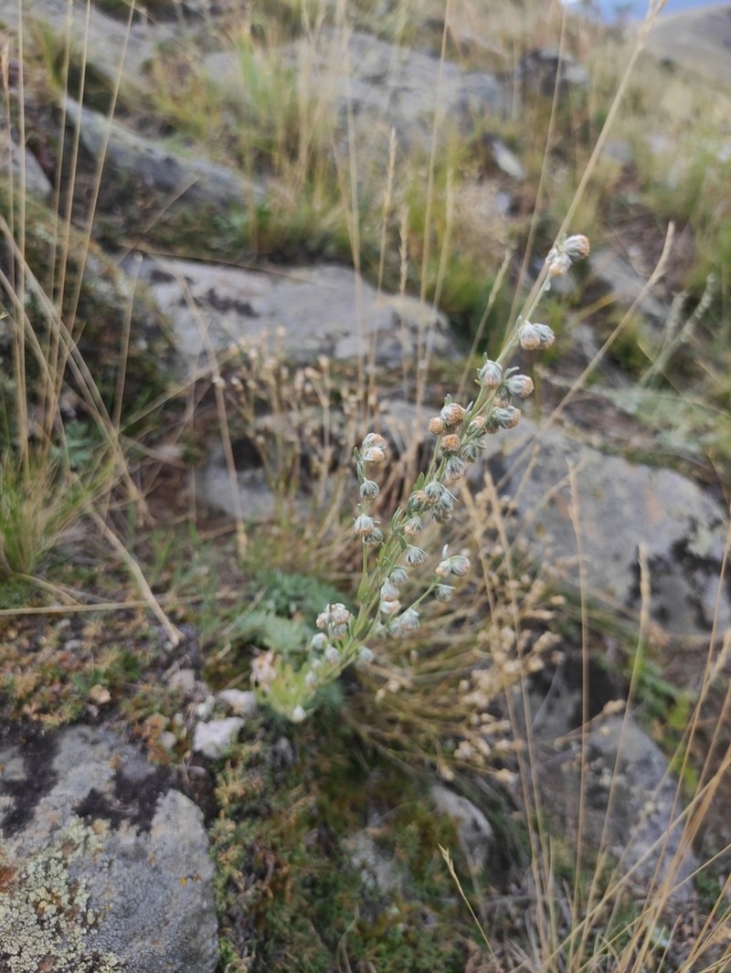 Artemisia cuspidata