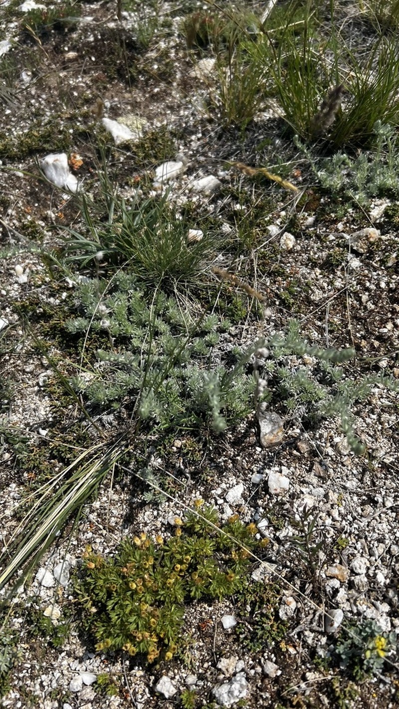Artemisia cuspidata photo 2