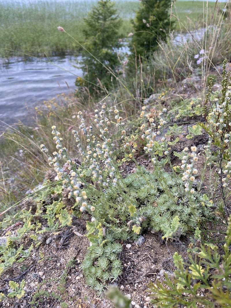 Artemisia cuspidata photo 3