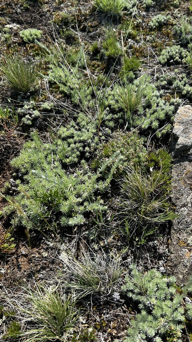 Artemisia cuspidata photo 4