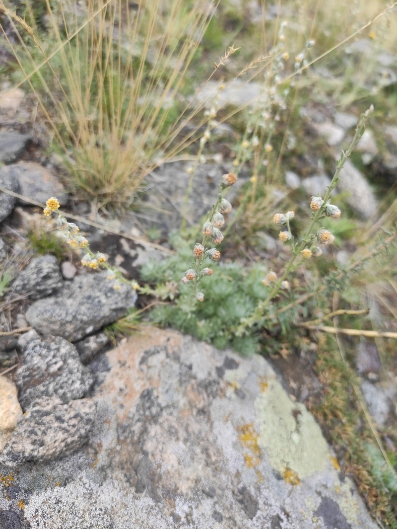 Artemisia cuspidata photo 5
