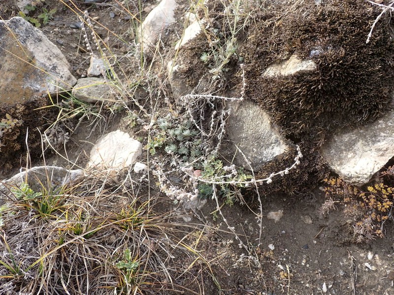 Artemisia cuspidata photo 6