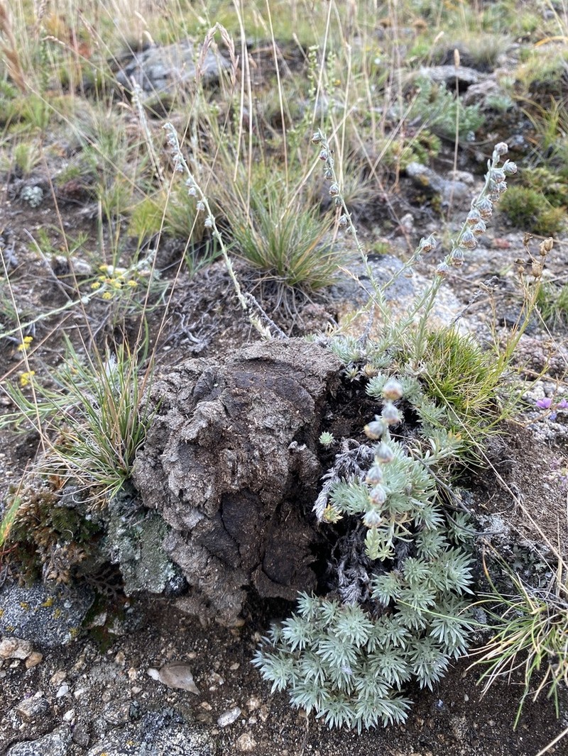 Artemisia cuspidata photo 7