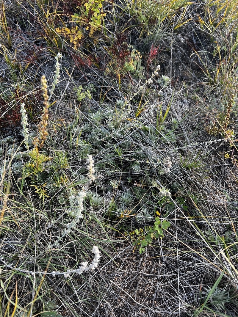 Artemisia cuspidata photo 8