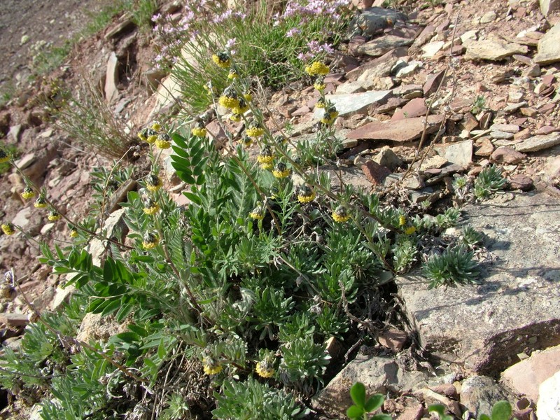 Artemisia czekanowskiana photo 2