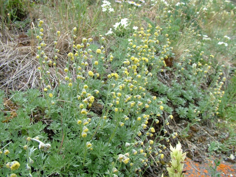 Artemisia czekanowskiana photo 3