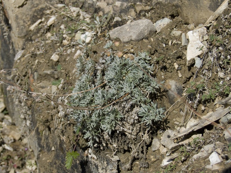 Artemisia czekanowskiana photo 4