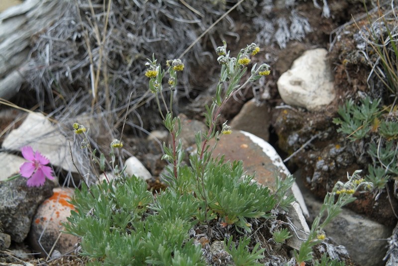 Artemisia czekanowskiana photo 5