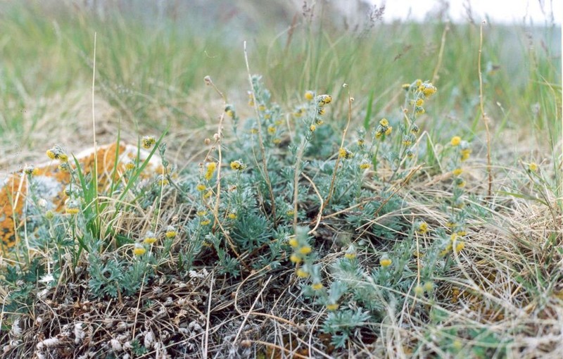 Artemisia czekanowskiana photo 6