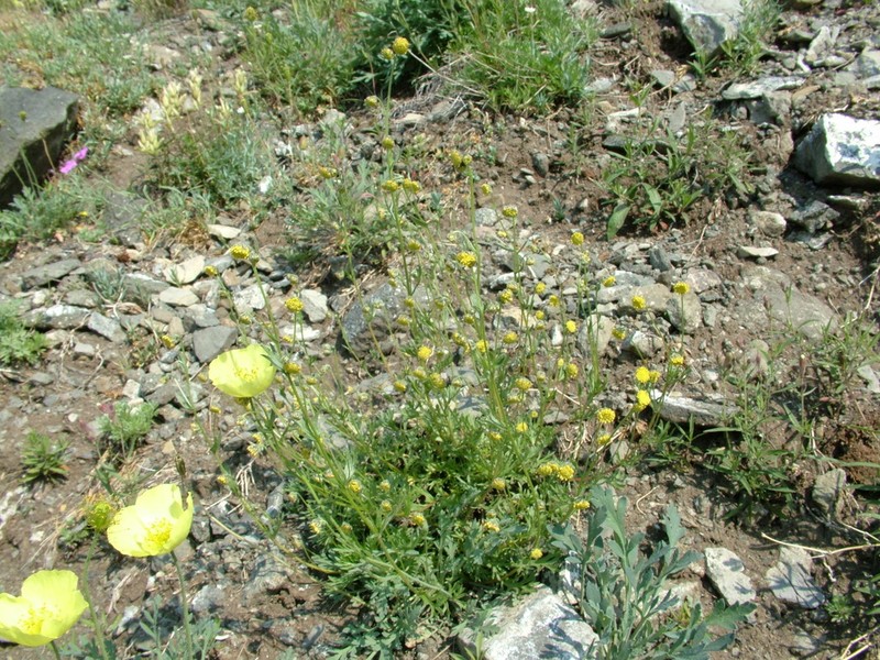 Artemisia czekanowskiana photo 7