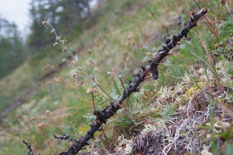 Artemisia czekanowskiana photo 8