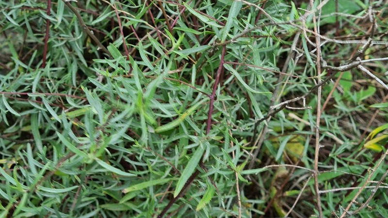 Artemisia daghestanica photo 2