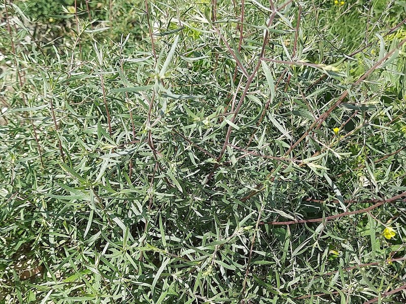 Artemisia daghestanica photo 3