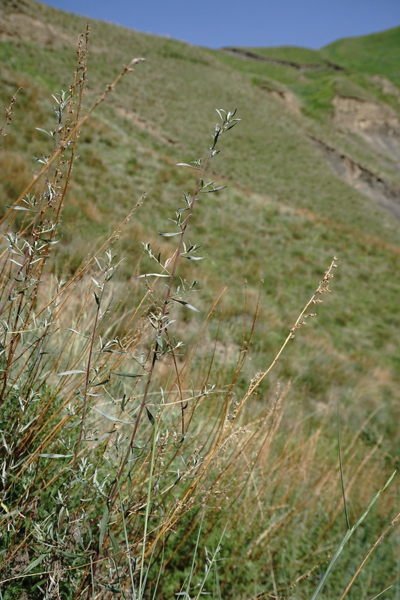 Artemisia daghestanica photo 4