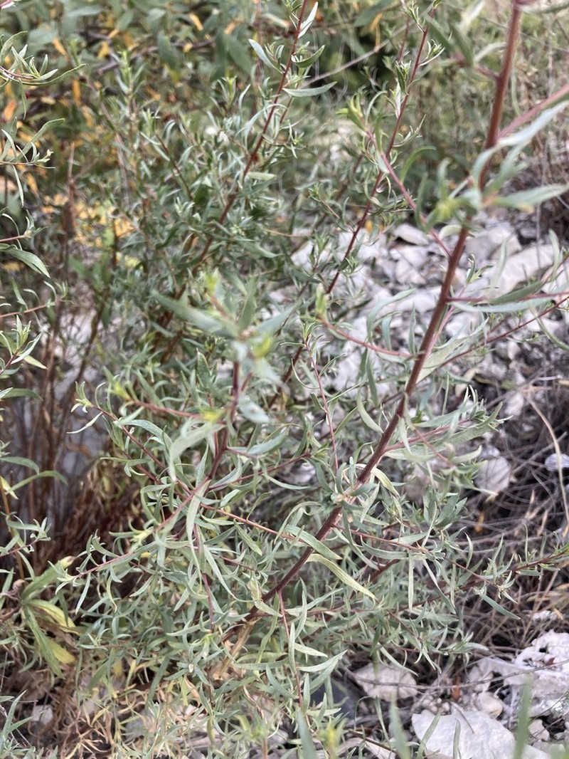 Artemisia daghestanica photo 5