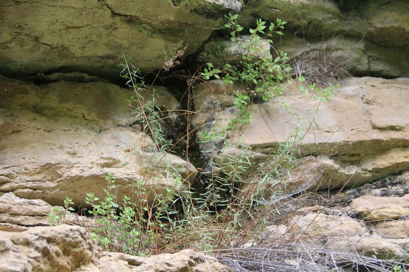 Artemisia daghestanica photo 6