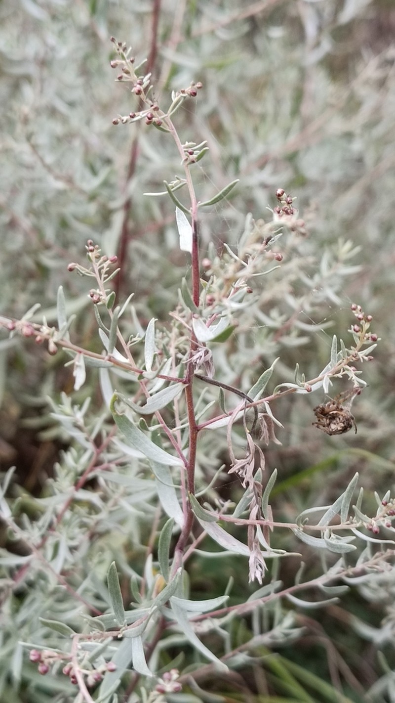 Artemisia daghestanica photo 7