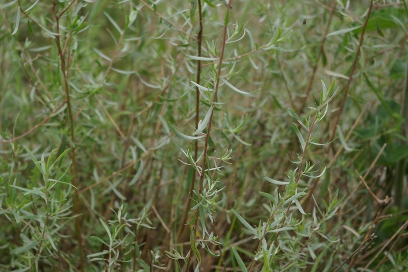 Artemisia daghestanica photo 8