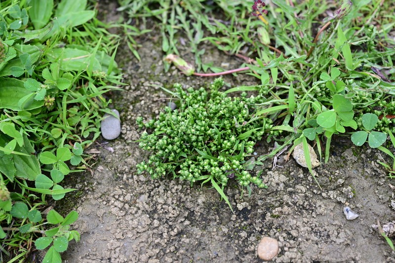 Artemisia demissa