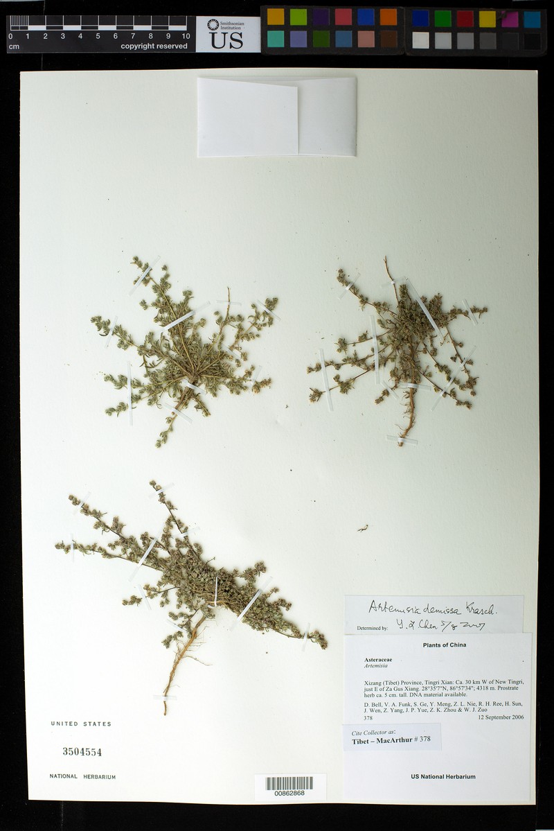 Artemisia demissa photo 2