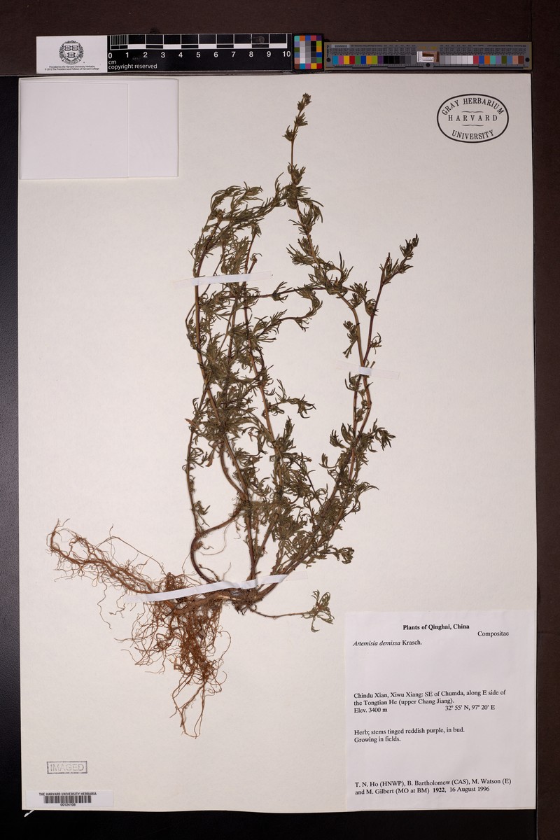 Artemisia demissa photo 3