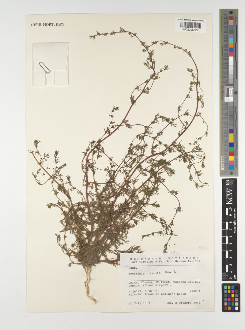 Artemisia demissa photo 4