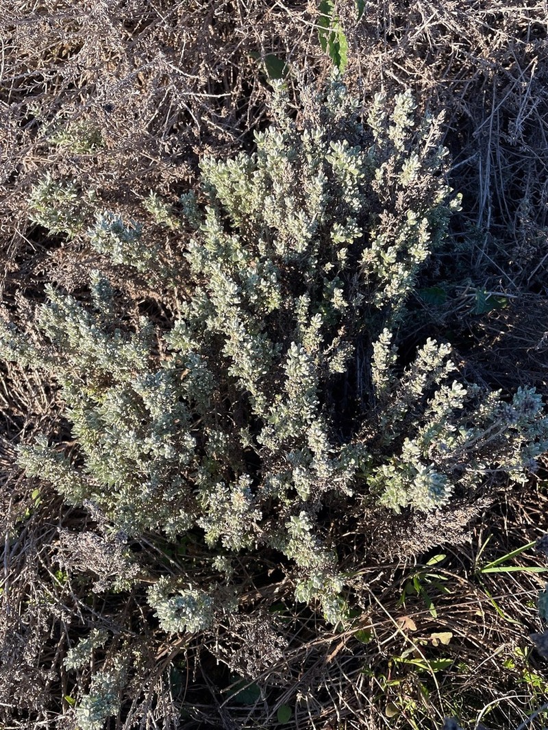 Artemisia densiflora