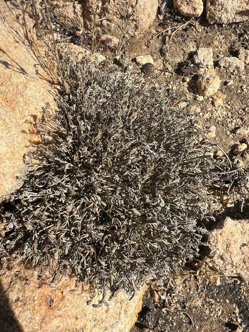 Artemisia densiflora photo 2