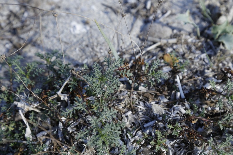 Artemisia densiflora photo 3