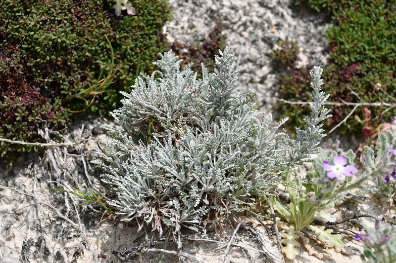 Artemisia densiflora photo 4